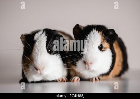 Deux cobayes tricolores, blank et blancs, de race américaine, assis les uns à côté des autres, faible profondeur de champ sélective prise avec une macro Banque D'Images