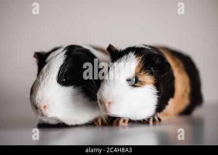 Deux cobayes tricolores, blank et blancs, de race américaine, assis les uns à côté des autres, faible profondeur de champ sélective prise avec une macro Banque D'Images