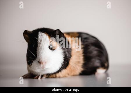 corps complet de cobaye tricolore avec espace de copie au-dessus de l'animal Banque D'Images