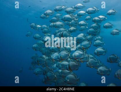 Grande école de corégone (Platax orbicularis) nageant ensemble dans l'eau bleue Banque D'Images