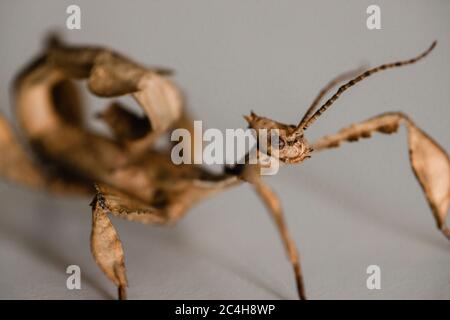 Un insecte mâle australien juvénile, Extatosoma tiaratum Banque D'Images