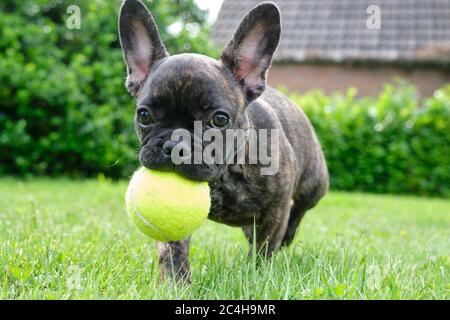Un adorable chien Bulldog français marron et noir joue dans l'herbe avec une balle jaune Banque D'Images