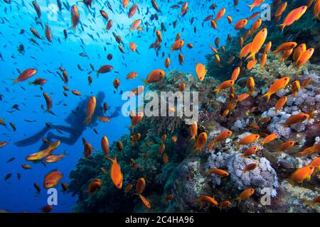 Anthias ou bassets de fées de bijoux (Pseudanthias squamipinnis) avec une silhouette de plongeur en arrière-plan Banque D'Images