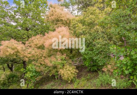 Cotinus Coggygria Jeune Dame - arbre de fumée commun rose. Têtes de feuillage et de graines. Jardin du Tyrol du Sud dans le nord de l'Italie Banque D'Images