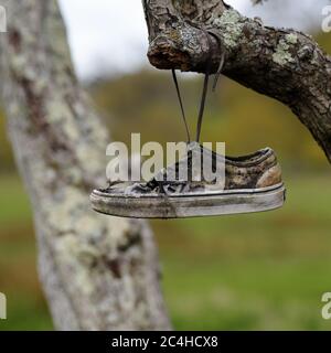 Les anciennes baskets sur l'arbre. Banque D'Images