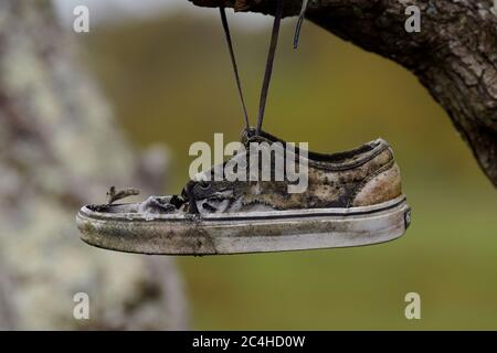 Les anciennes baskets sur l'arbre. Banque D'Images