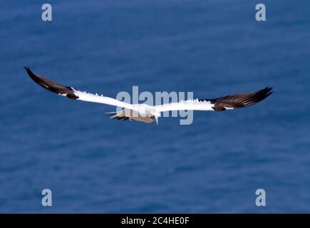 Soixante pour cent de la population mondiale de Gannet se reproduisent autour de la côte britannique. Ils préfèrent les îles rocheuses ou les falaises abruptes comme à Bempton Cl Banque D'Images