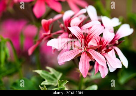 Géranium Ivy pelargonium peltatum 'Cascade Sofie' Banque D'Images