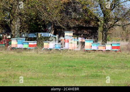 Rangée de ruches en bois rétro et colorées de différentes dimensions montées sur de petits supports en métal dans la maison familiale arrière-cour entourée d'herbe non coupée Banque D'Images