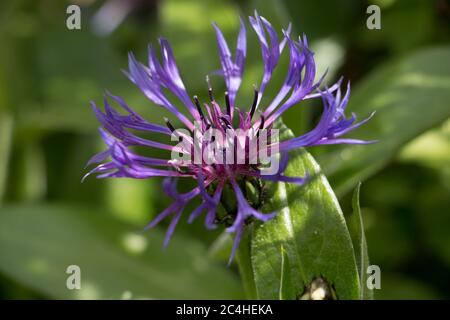 Fleur de montagne bleu violet, Centaurea montana ou herbe à chat montagnarde, bouton Bachehors, fleurs sur fond de feuille vert naturel Banque D'Images