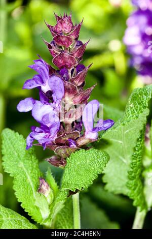 Salvia nemorosa « Blue Marvel » Banque D'Images