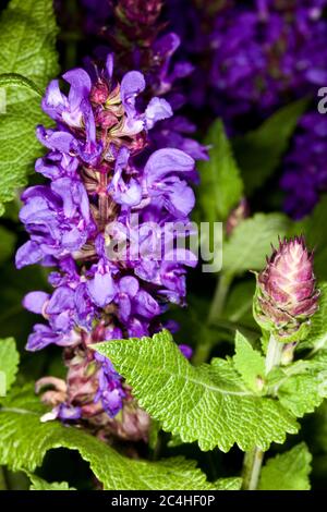 Salvia nemorosa « Blue Marvel » Banque D'Images