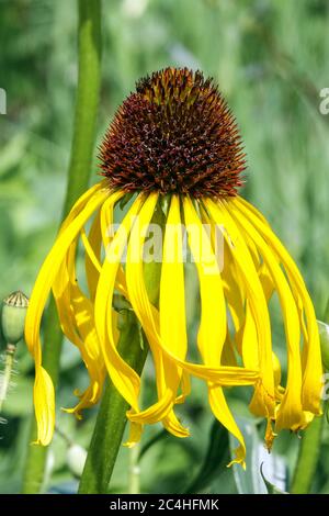 Echinacea paradoxa Banque D'Images