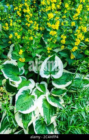 Jardin lit de fleurs bordure jaune Lysimachia hosta dans le jardin, Hosta Patriot Banque D'Images