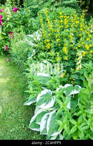 Scène de jardin lit de fleurs bordure jaune Lysimachia hosta Banque D'Images