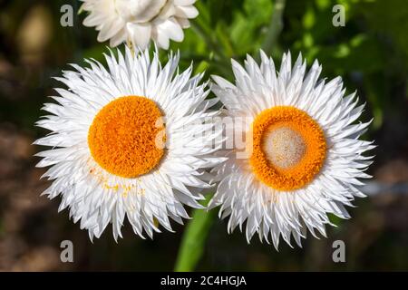 Helichysum iwhite est une fleur vivace commune parfois appelée paille, pâquerette en papier ou fleur éternelle Banque D'Images