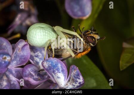 Araignée de crabe blanc avec une abeille qu'elle a attrapée Banque D'Images