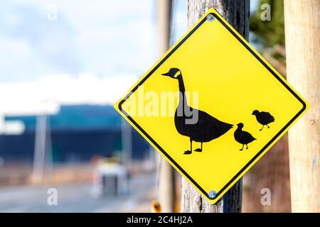 Panneau de croisement de canard ou d'oie sur le côté d'une route. Le signe montre une mère de canard ou d'oie et deux canetons ou oisons. Banque D'Images