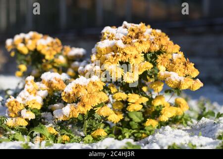 Vue de l'automne fleurs de chrysanthème jaune fleuries couvertes de neige première par jour ensoleillé, sélectif doux foyer. Des saisons changeantes dans la nature Banque D'Images