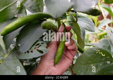 Cueillette récolte de fèves chef-d'œuvre vert longpode - Écosse, Royaume-Uni Banque D'Images