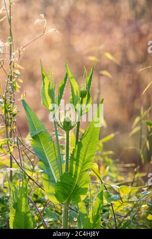 Thé - Dipsacus fullonum - grandir pour encourager la faune dans le jardin en juin, à côté de clematis, bambou et rétroéclairé stipa gigantia, Écosse, Royaume-Uni Banque D'Images