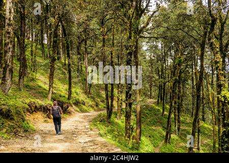Un sentier forestier, col de Jalori, vallée de Tirthan, Himachal Pradesh, Inde Banque D'Images