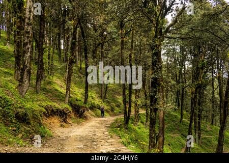 Un sentier forestier, col de Jalori, vallée de Tirthan, Himachal Pradesh, Inde Banque D'Images