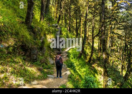 Un sentier forestier, col de Jalori, vallée de Tirthan, Himachal Pradesh, Inde Banque D'Images