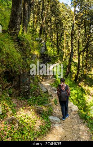 Un sentier forestier, col de Jalori, vallée de Tirthan, Himachal Pradesh, Inde Banque D'Images