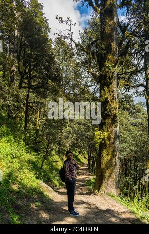 Un sentier forestier, col de Jalori, vallée de Tirthan, Himachal Pradesh, Inde Banque D'Images