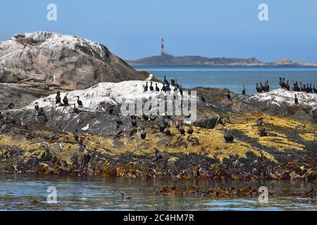 Cormorans du Cap ou scories du Cap (Phalacrocorax capensis) dans la baie de Luderitz au lever du soleil Banque D'Images