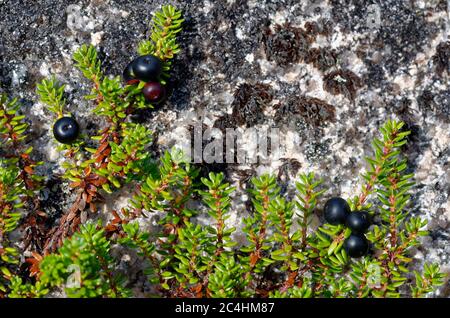 L'Empetrum nigrum Camarine noire - Baies et laisse plus de roche de granit Montagnes Cairngorm, Ecosse Banque D'Images