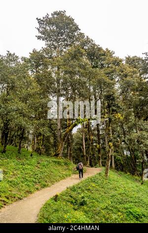 Un sentier forestier, col de Jalori, vallée de Tirthan, Himachal Pradesh, Inde Banque D'Images