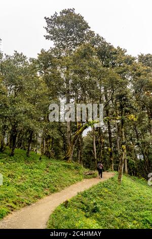 Un sentier forestier, col de Jalori, vallée de Tirthan, Himachal Pradesh, Inde Banque D'Images