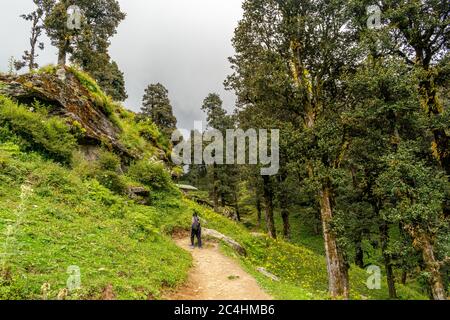 Un sentier forestier, col de Jalori, vallée de Tirthan, Himachal Pradesh, Inde Banque D'Images
