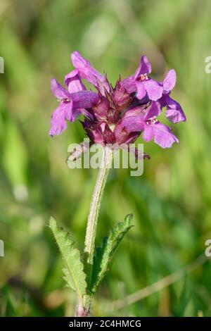 - Betony Stachys officinalis Fleur Prairie rugueuse Banque D'Images