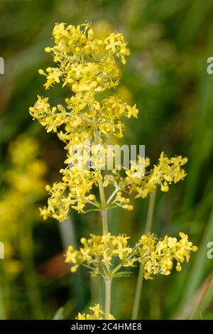 Paille de lit de dame - Galium verum petite fleur de prairie jaune Banque D'Images