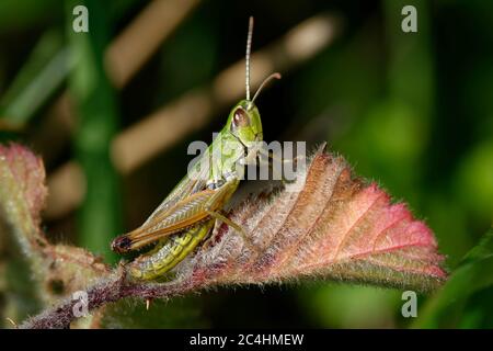 Prairie Grasshopper - Chorthippus parallélus vue latérale sur la feuille rouge Banque D'Images