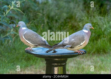 Paire de pigeons en bois (Columba palumbus) sur un bain d'oiseau de jardin faisant face à des directions opposées Banque D'Images