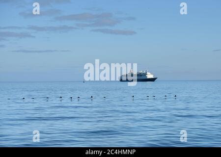 Troupeau des cormorans du Cap ou de la cape du Cap (Phalacrocorax capensis) dans la baie de Luderitz et bateau de croisière de luxe sur fond au lever du soleil. Concept de voyage Banque D'Images