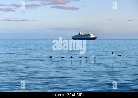 Troupeau des cormorans du Cap ou de la cape du Cap (Phalacrocorax capensis) dans la baie de Luderitz et bateau de croisière de luxe sur fond au lever du soleil Banque D'Images