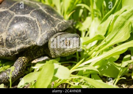 Tortue drôle dans l'herbe verte, l'été Banque D'Images