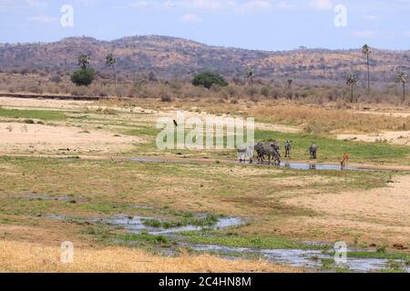 Zébrée et Impala paissent dans un lit de rivière séché Banque D'Images