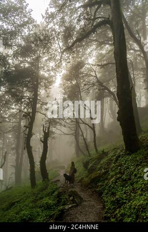 Un sentier forestier, col de Jalori, vallée de Tirthan, Himachal Pradesh, Inde Banque D'Images