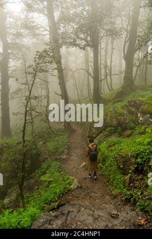 Un sentier forestier, col de Jalori, vallée de Tirthan, Himachal Pradesh, Inde Banque D'Images
