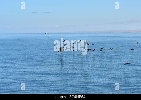 Troupeau des cormorans du Cap ou de la cague du Cap (Phalacrocorax capensis) dans la baie de Luderitz, petit bateau de pêche en arrière-plan au lever du soleil, Namibie, Afrique Banque D'Images