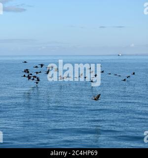 Troupeau de cormorans du Cap ou de calaques du Cap (Phalacrocorax capensis) dans la baie de Luderitz au lever du soleil, en Namibie, en Afrique Banque D'Images