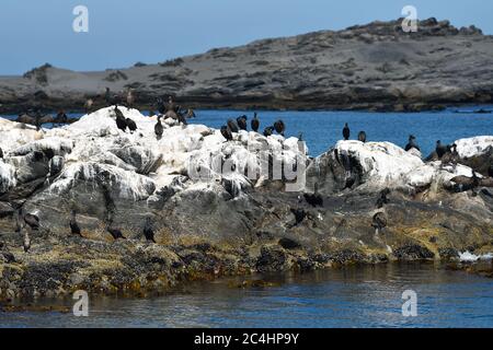 Cormorans du Cap ou scories du Cap (Phalacrocorax capensis) dans la baie de Luderitz au lever du soleil Banque D'Images