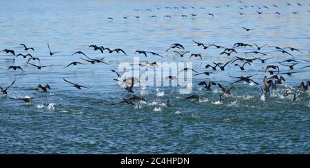 Troupeau de cormorans du Cap ou de calaque (Phalacrocorax capensis), pêchez un poisson dans la baie de Luderitz au lever du soleil, en Namibie, en Afrique Banque D'Images