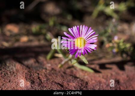 Delosperma (usine de glace) avec sa fleur pourpre qui fleurit sur une roche, plante de fynbos Banque D'Images